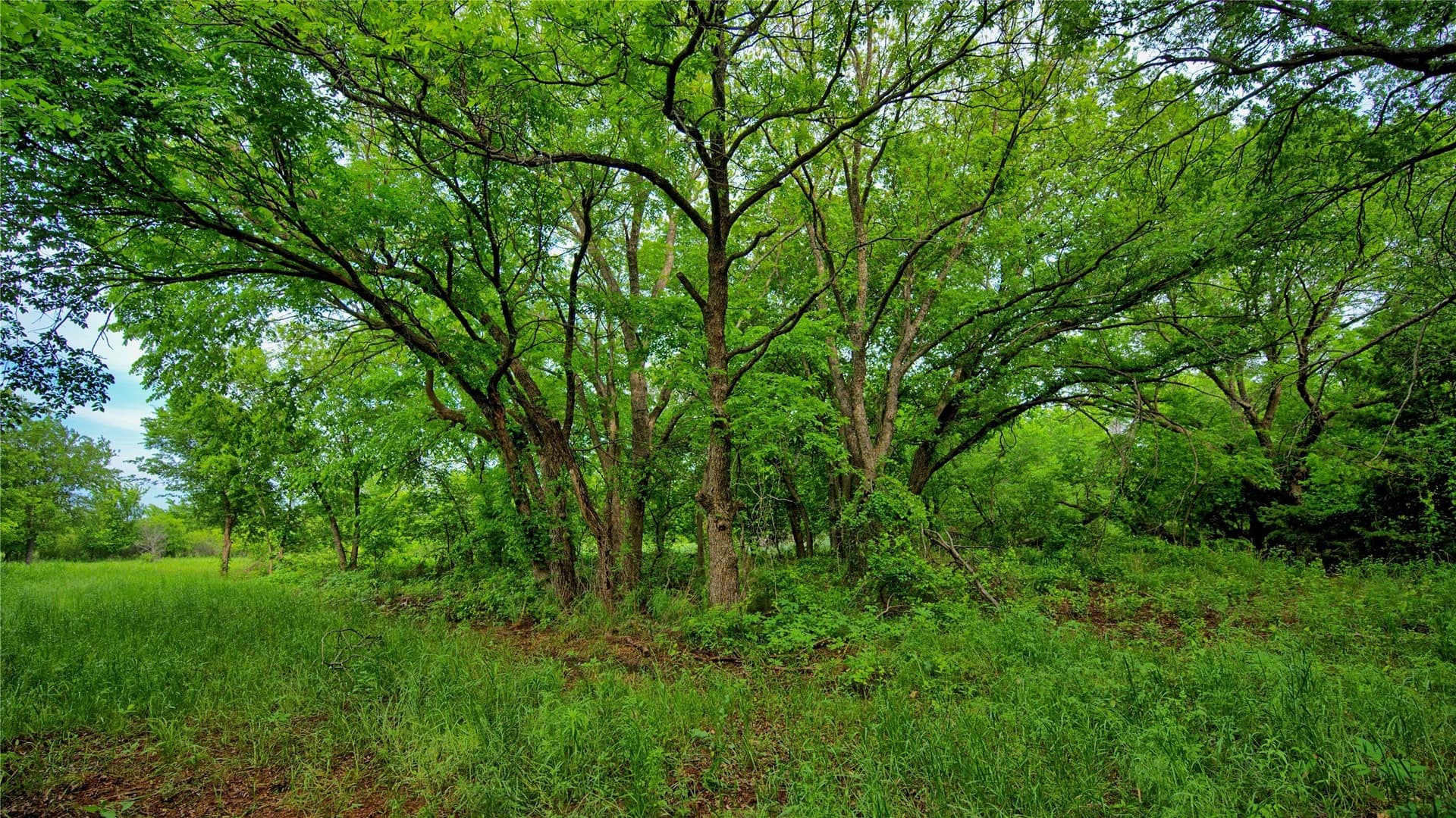 20.22 acres in Montague County - photo 19