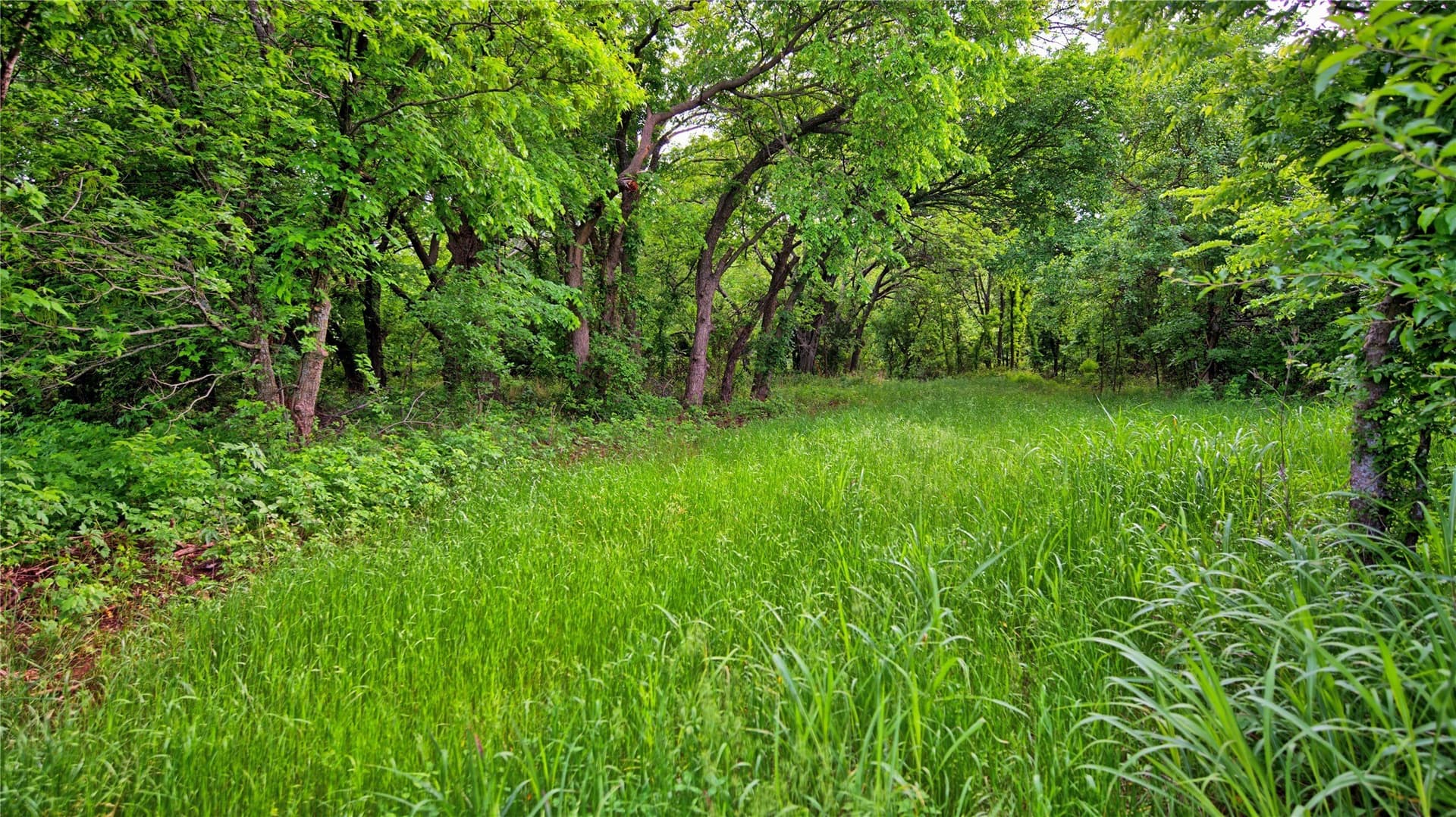 20.22 acres in Montague County gallery image 3