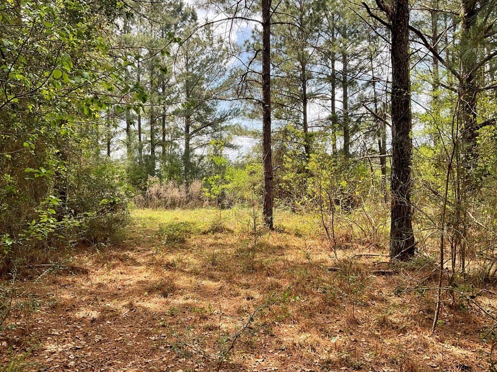 6.23 acres in Texas County gallery image 4