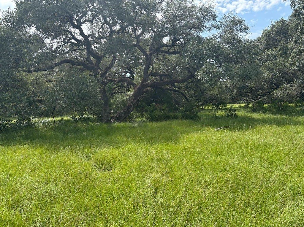 119.84 acres in Austin County gallery image 3