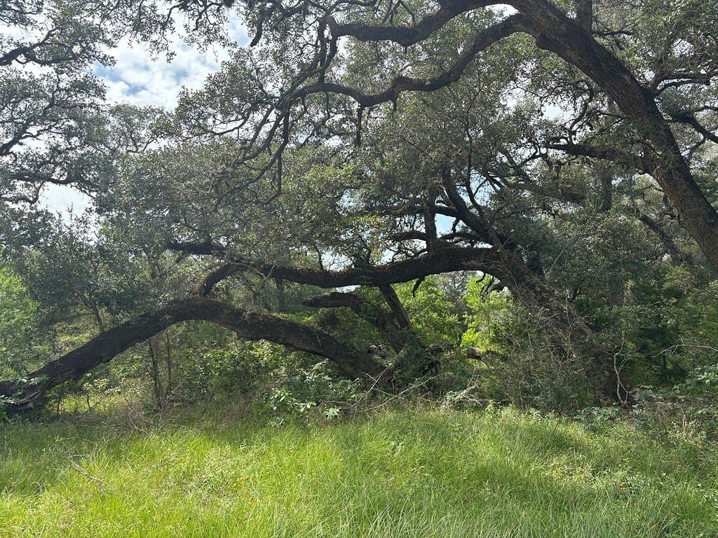 119.84 acres in Austin County featured view