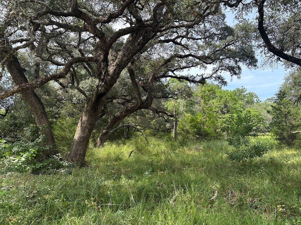 119.84 acres in Austin County gallery image 4