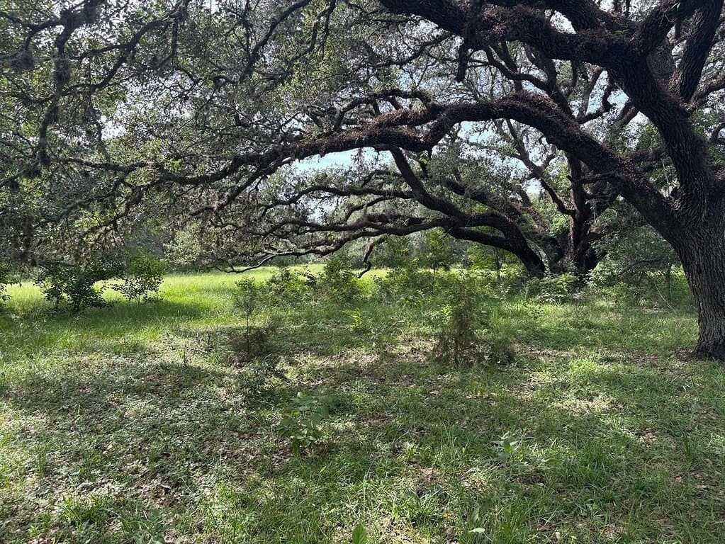 119.84 acres in Austin County gallery image 2