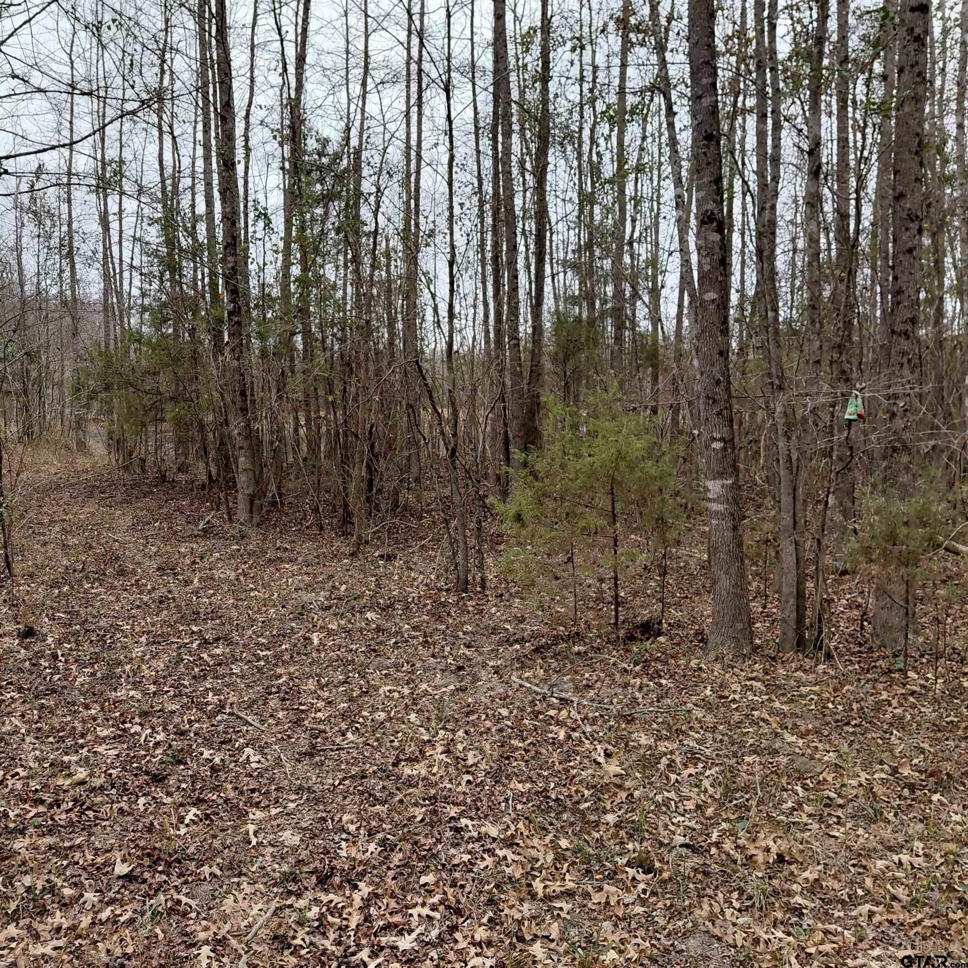 46.6 acres in Bowie County - photo 10