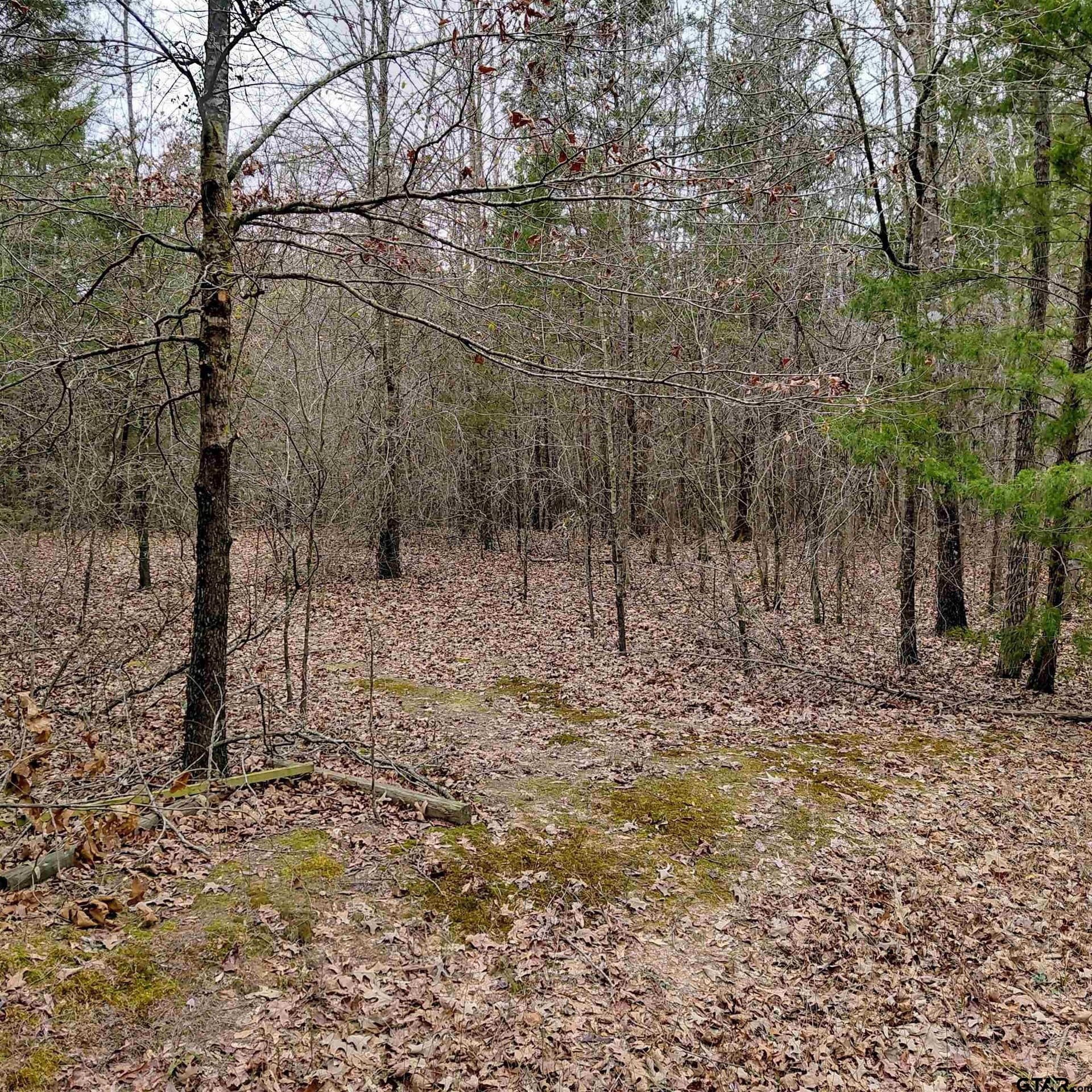 46.6 acres in Bowie County - photo 14