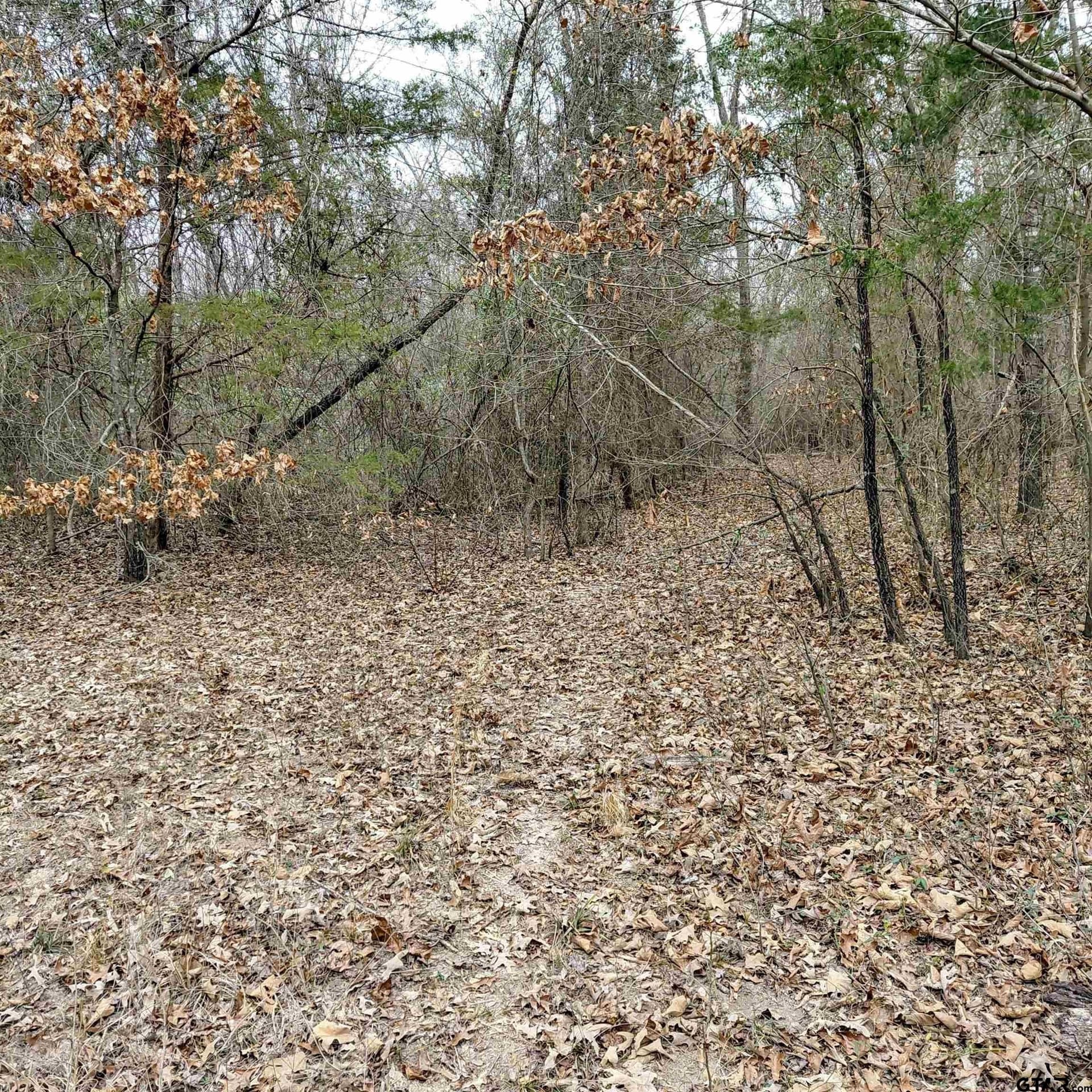 46.6 acres in Bowie County - photo 7