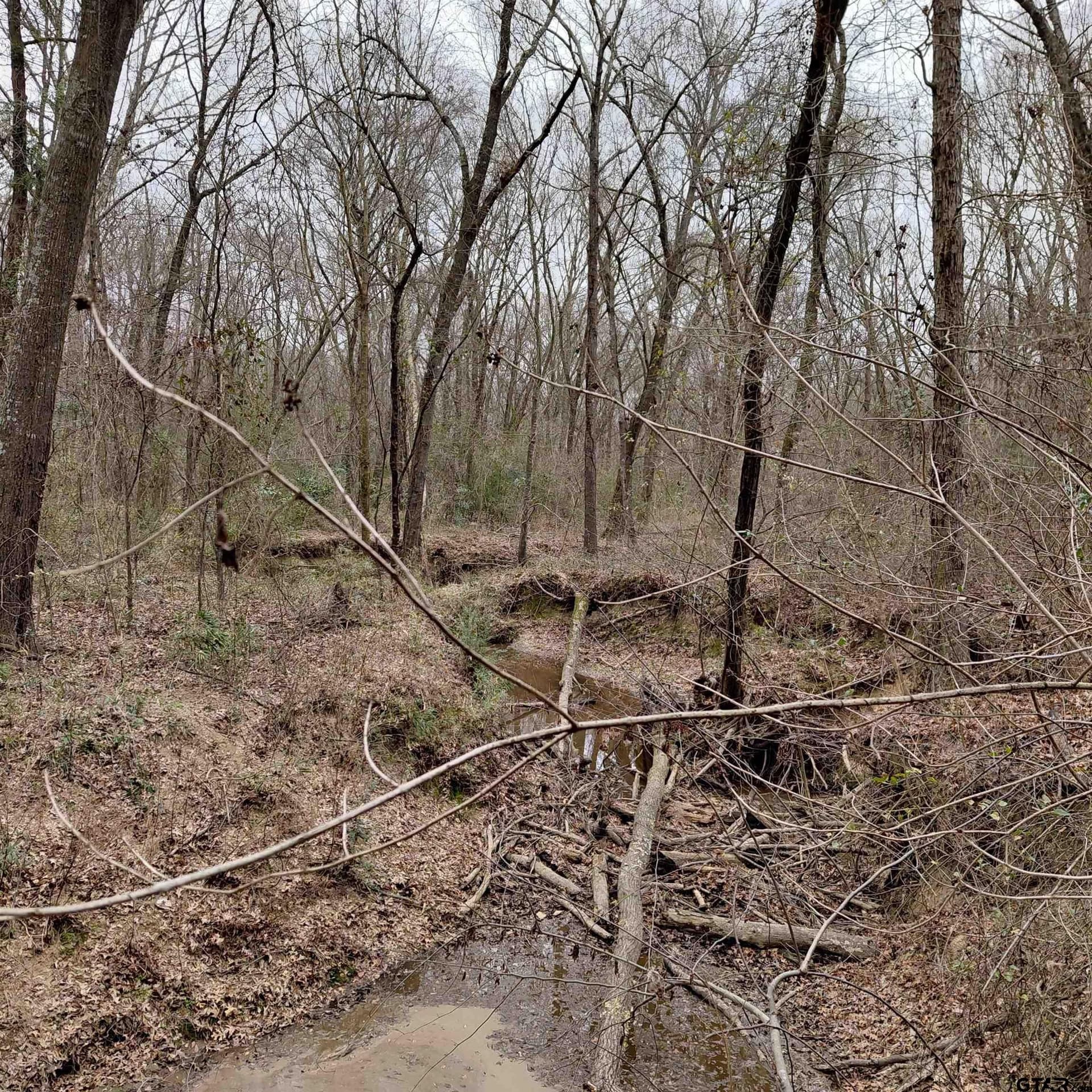 46.6 acres in Bowie County - photo 8