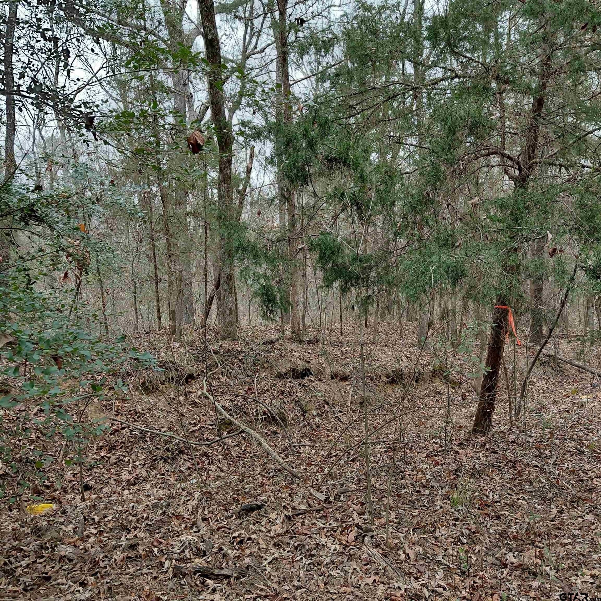 46.6 acres in Bowie County - photo 6