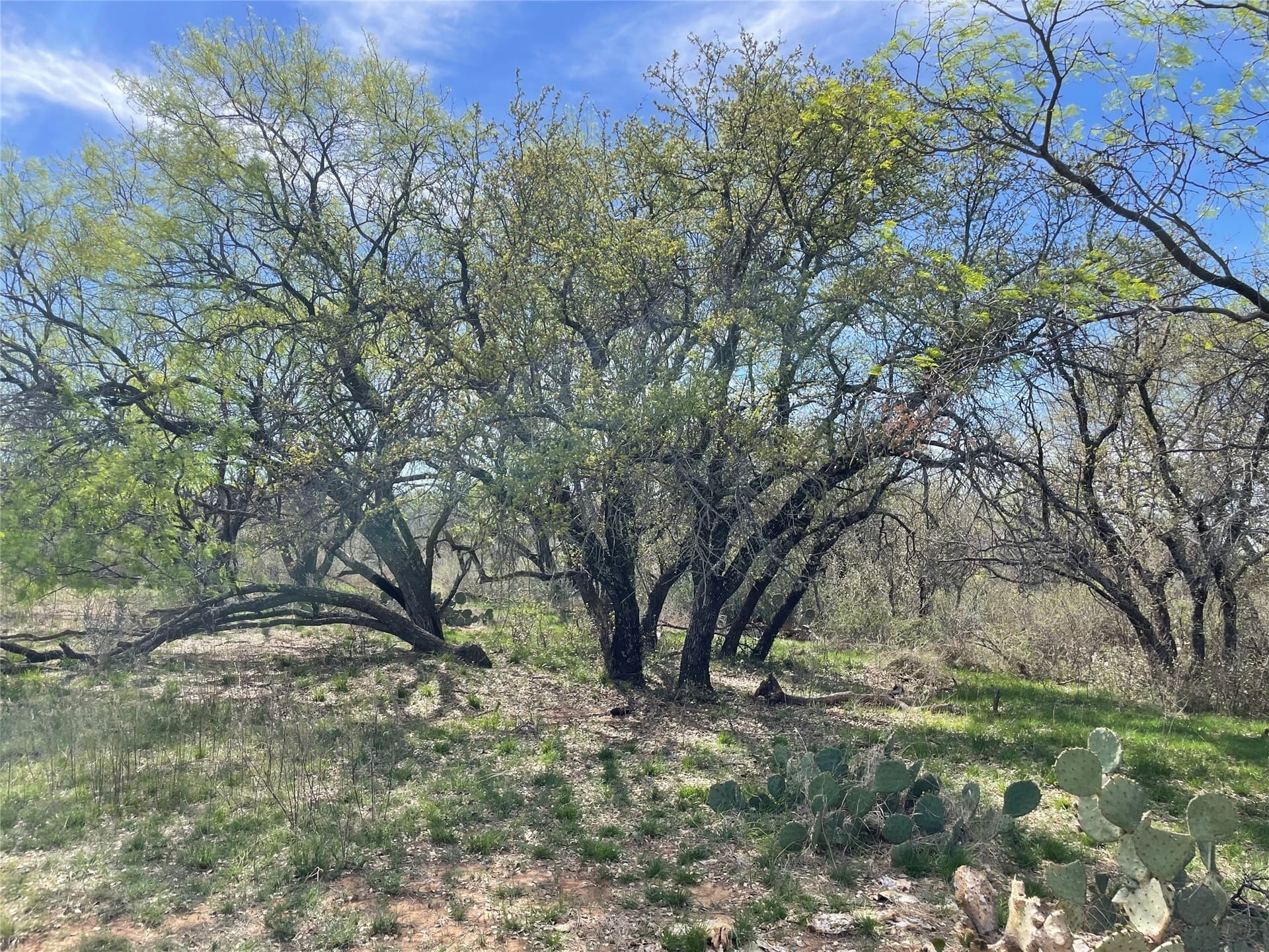 411 acres in Stephens County - photo 22