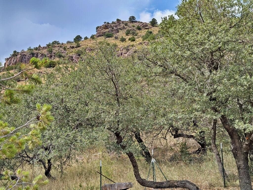 10.82 acres in Jeff Davis County - photo 44