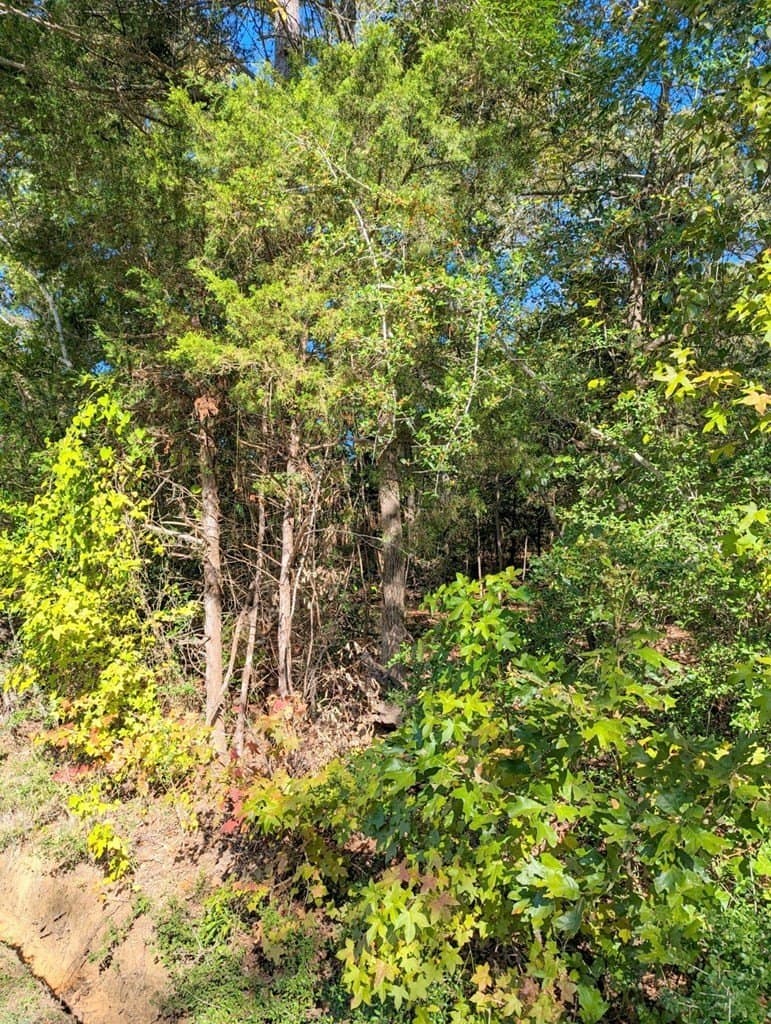 0.66 acres in ANDERSON County - photo 4