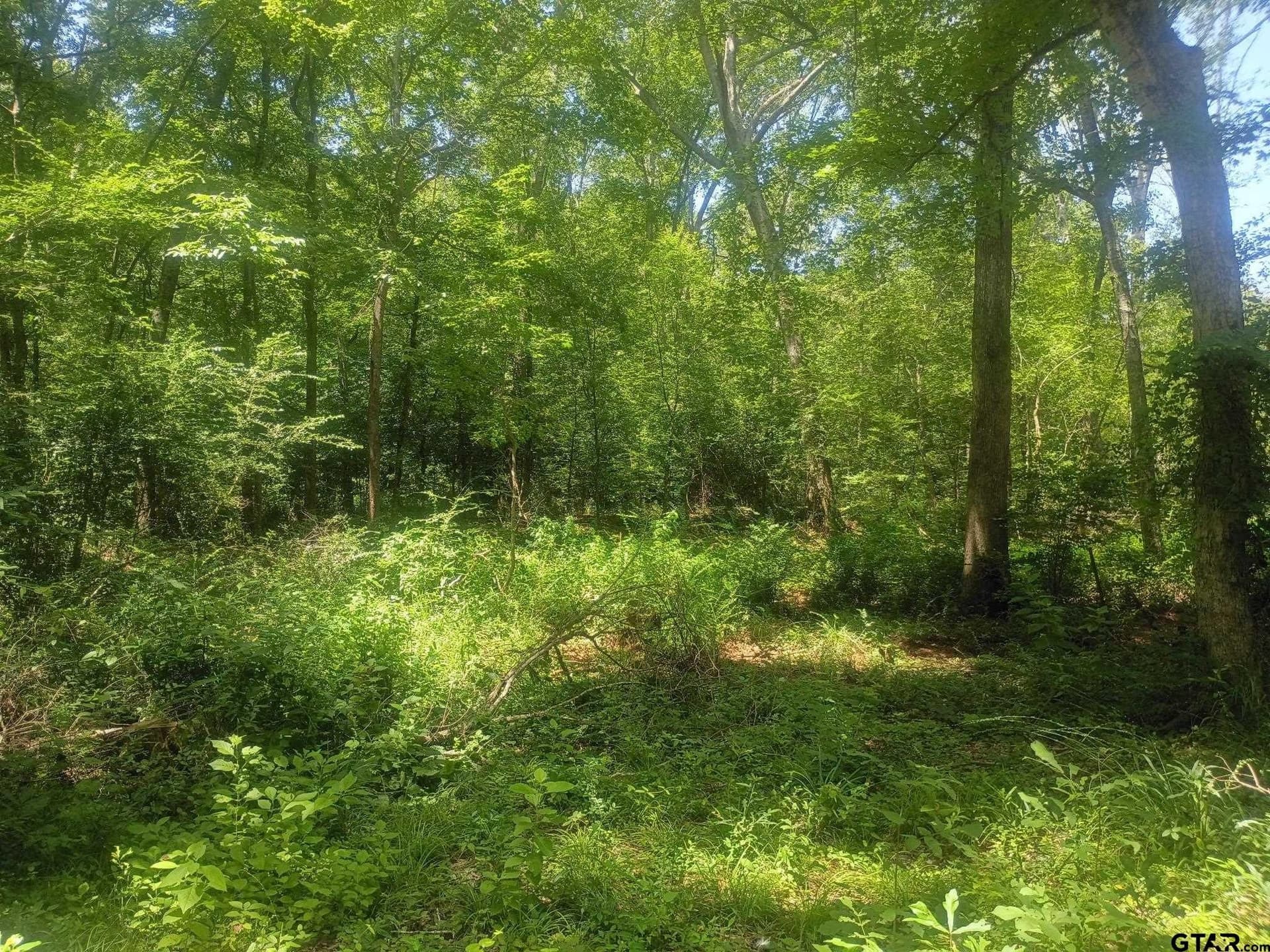 9 acres in Cherokee County gallery image 2