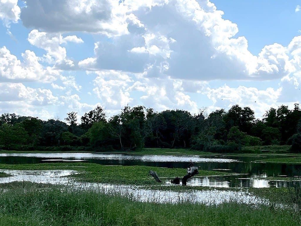 14.24 acres in Colorado County - photo 12