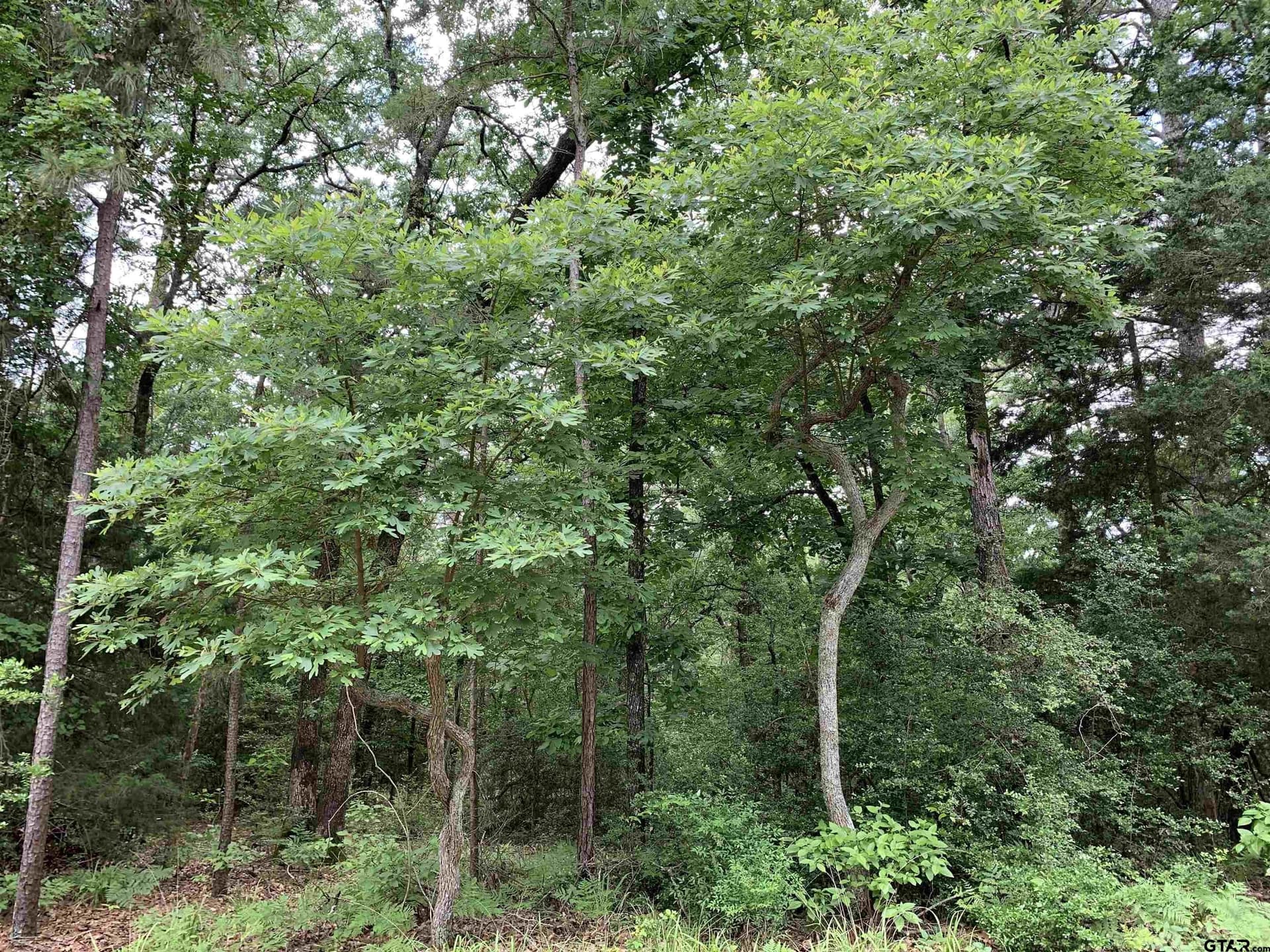 1.51 acres in Wood County - photo 6