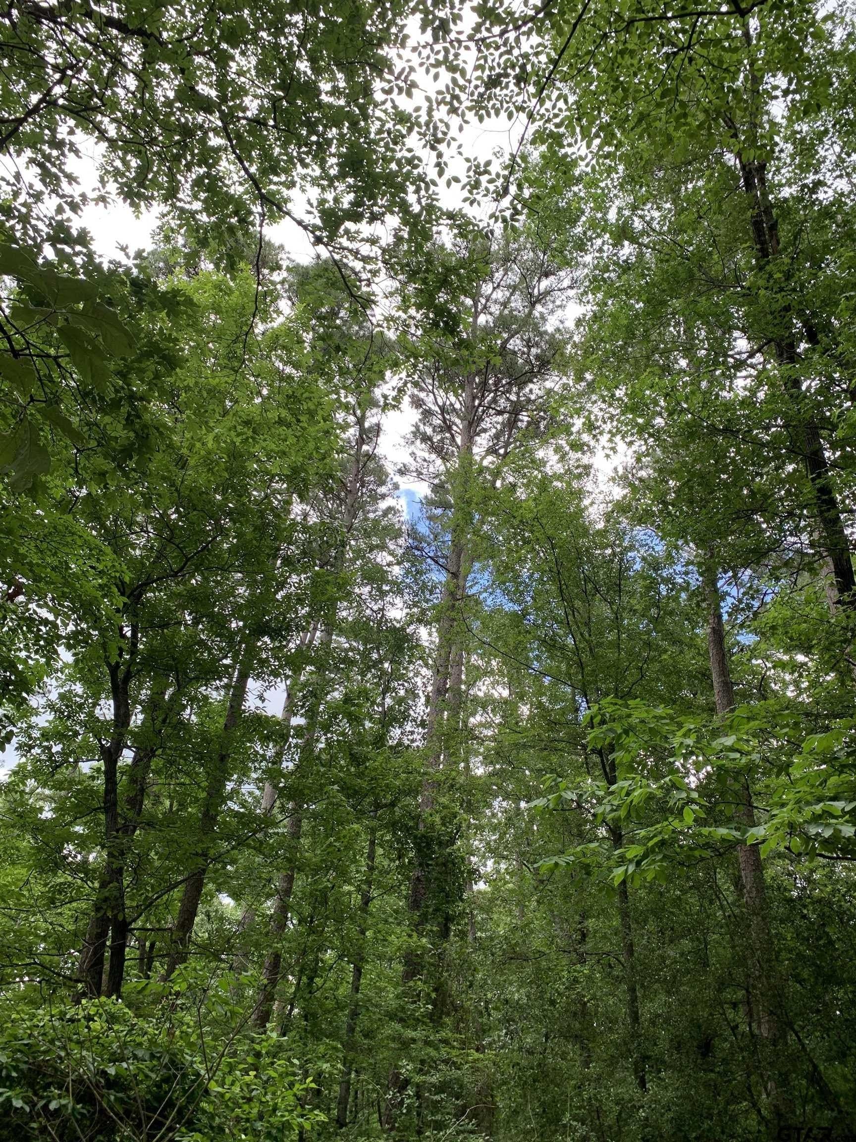 1.51 acres in Wood County - photo 7