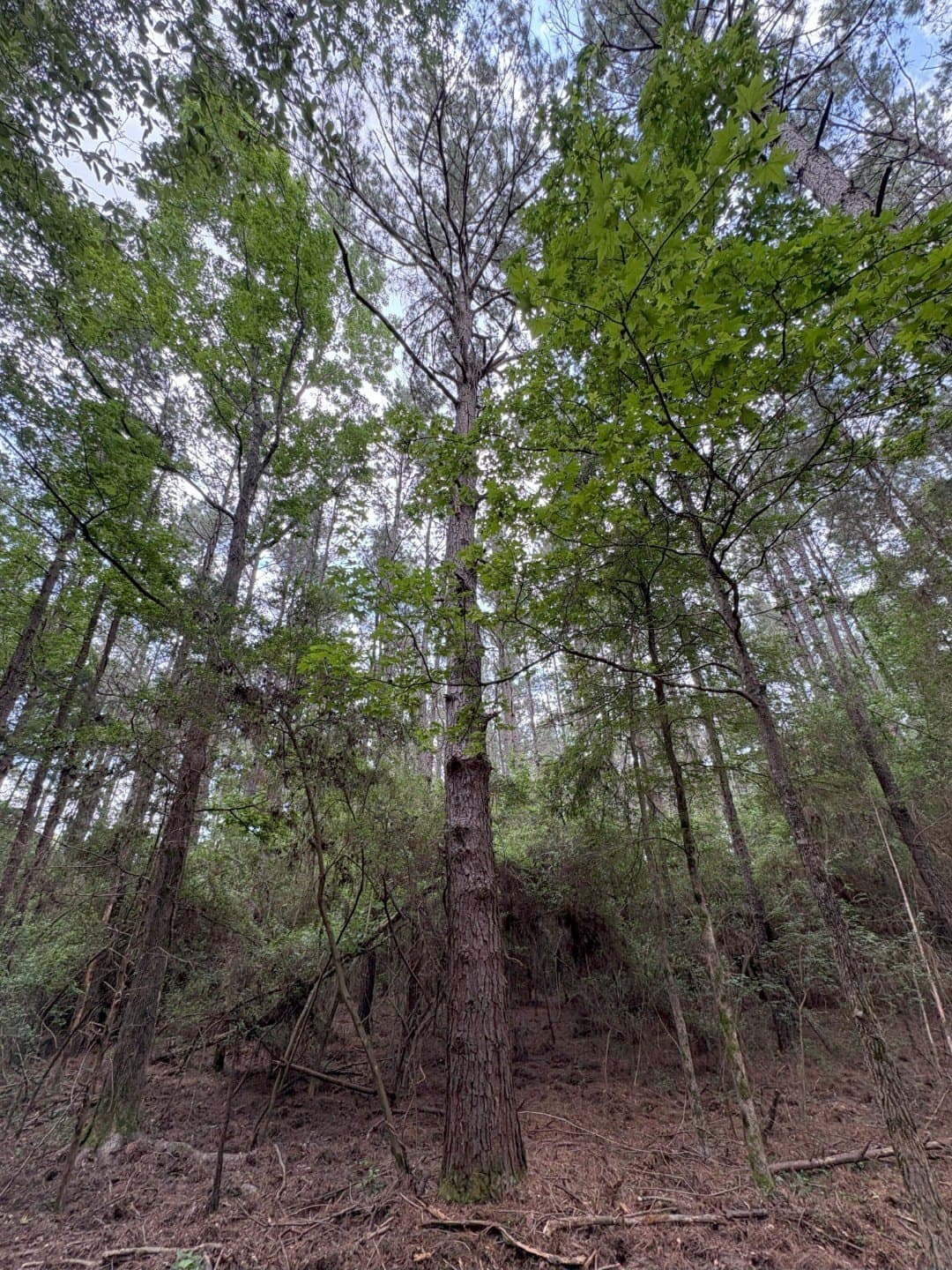 32.25 acres in Panola County - photo 8