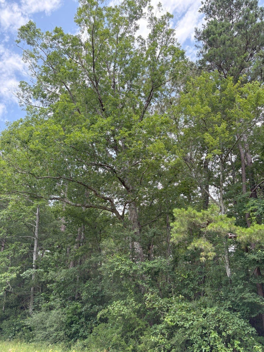 32.25 acres in Panola County - photo 4