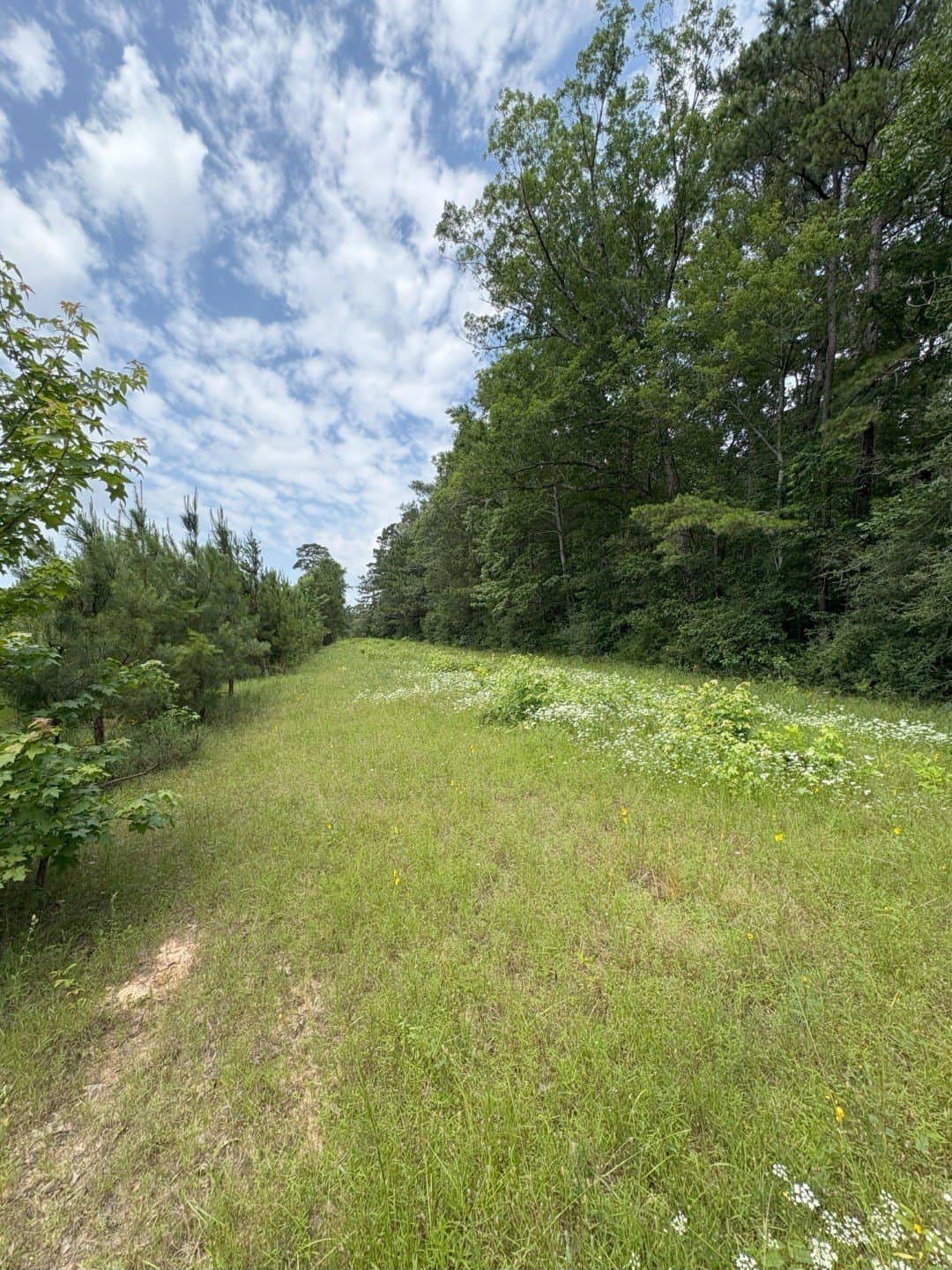 32.25 acres in Panola County - photo 3