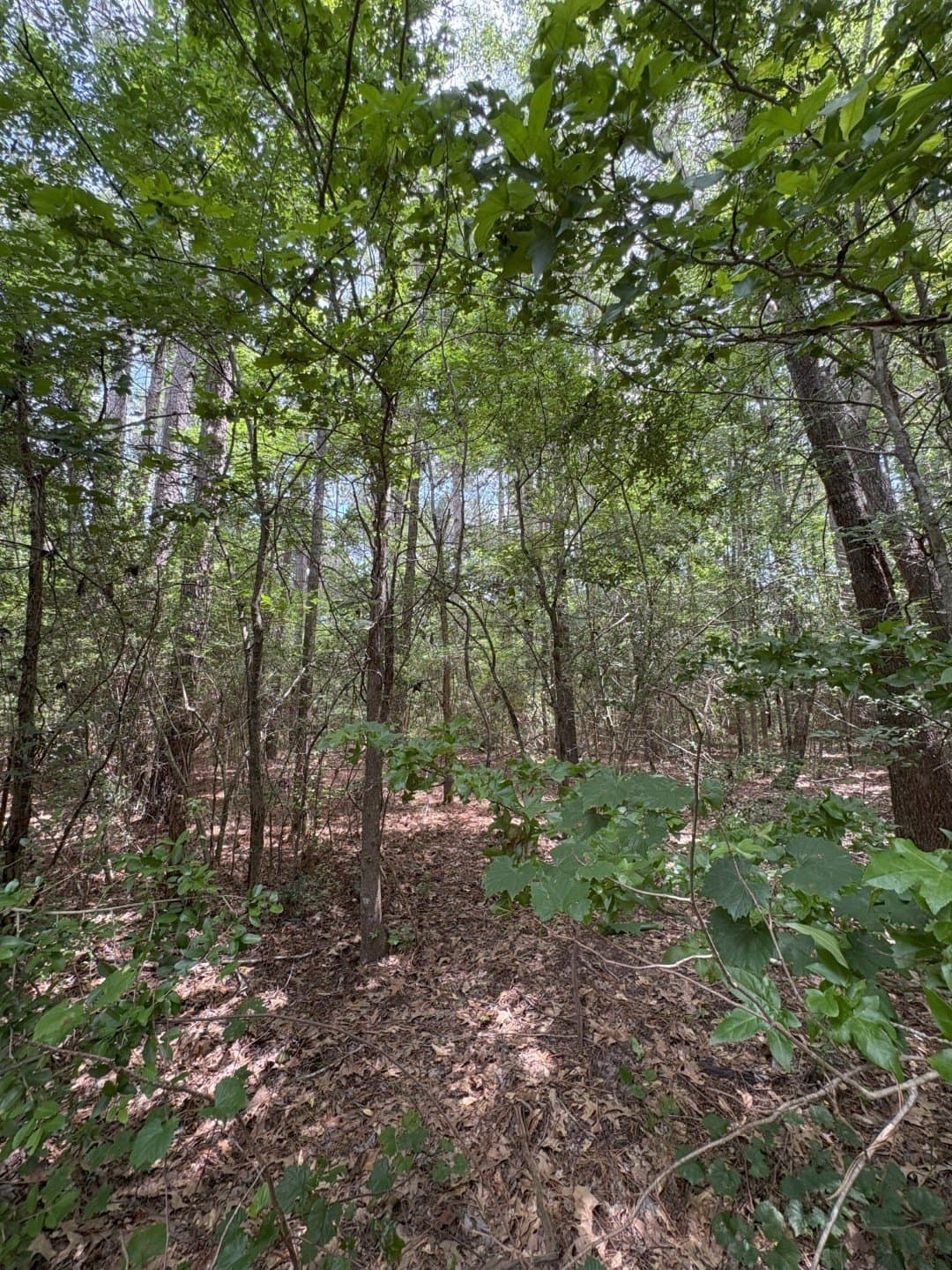 32.25 acres in Panola County - photo 7