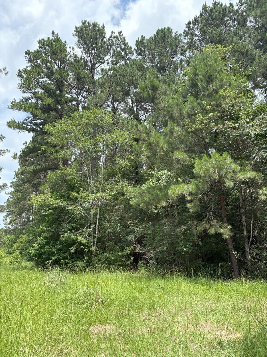 32.25 acres in Panola County - photo 10