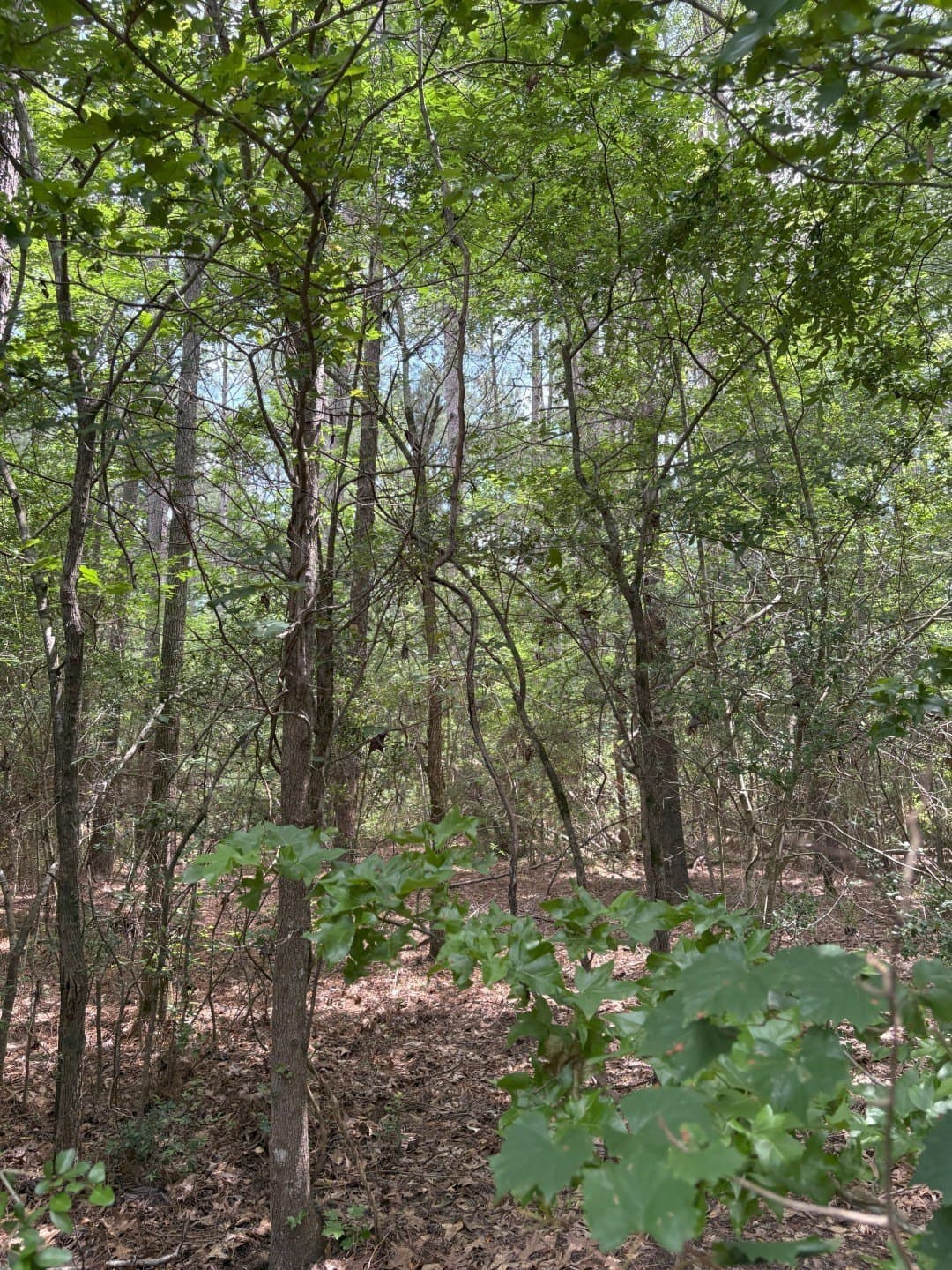32.25 acres in Panola County - photo 6