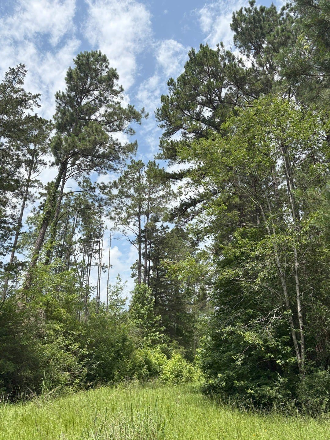 32.25 acres in Panola County - photo 11
