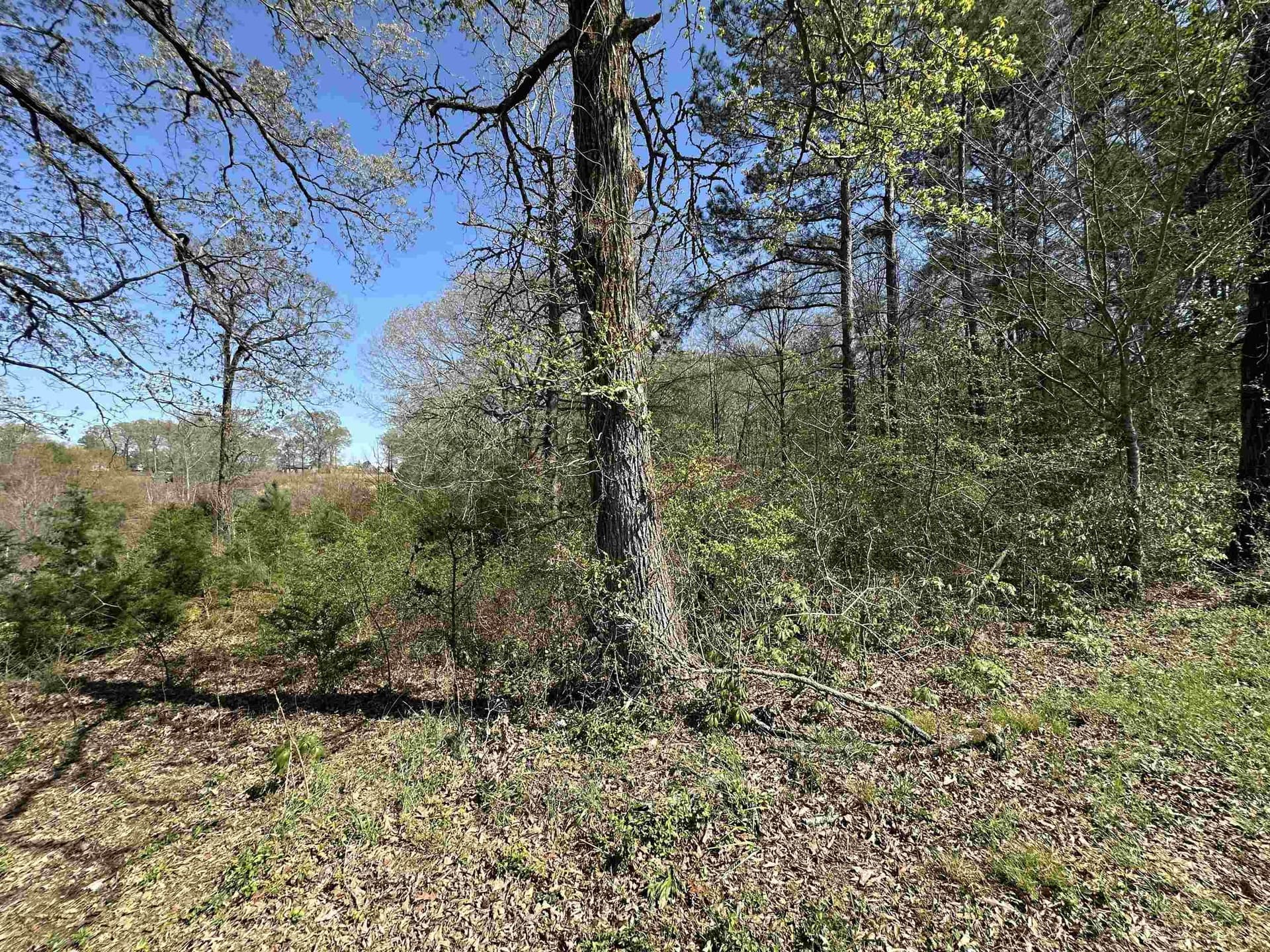 11.06 acres in Morris County gallery image 4