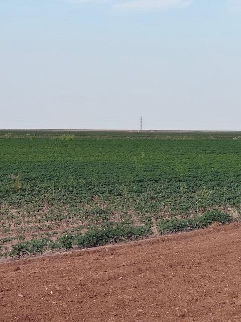155.78 acres in Lubbock County - photo 12