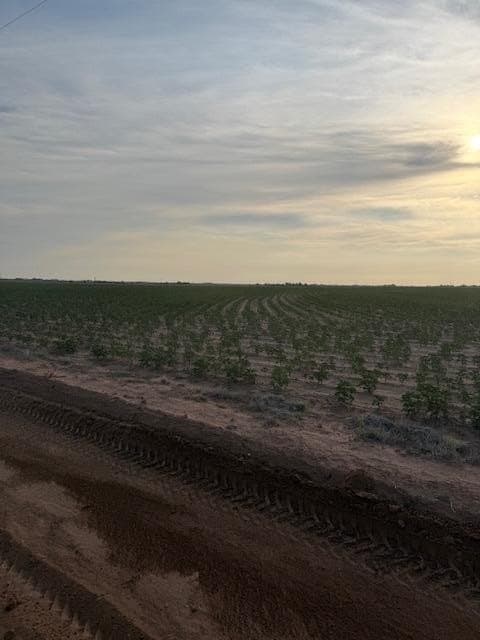 155.78 acres in Lubbock County - photo 9