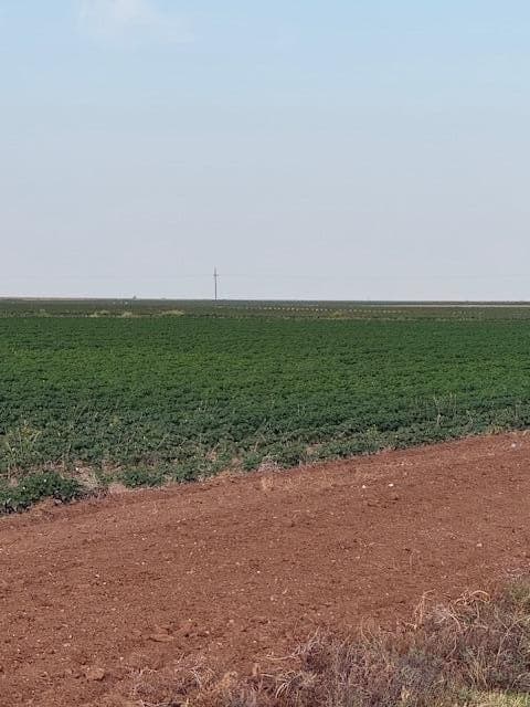 155.78 acres in Lubbock County - photo 4