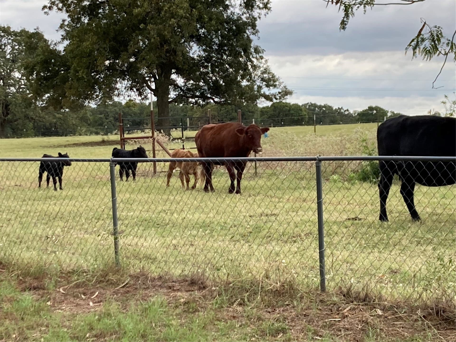 7 acres in Hill County - photo 12