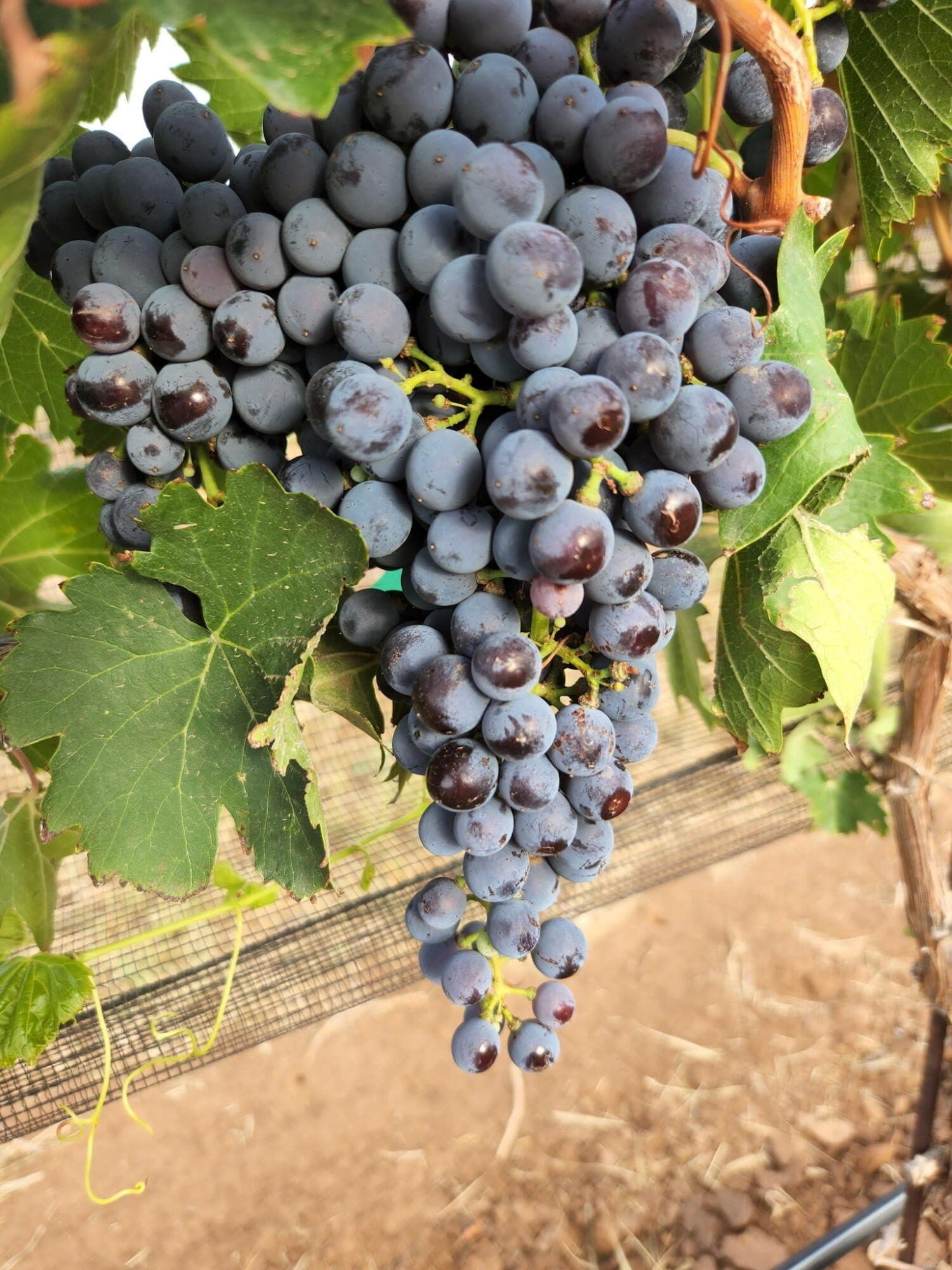 20 acres in Lynn County featured view