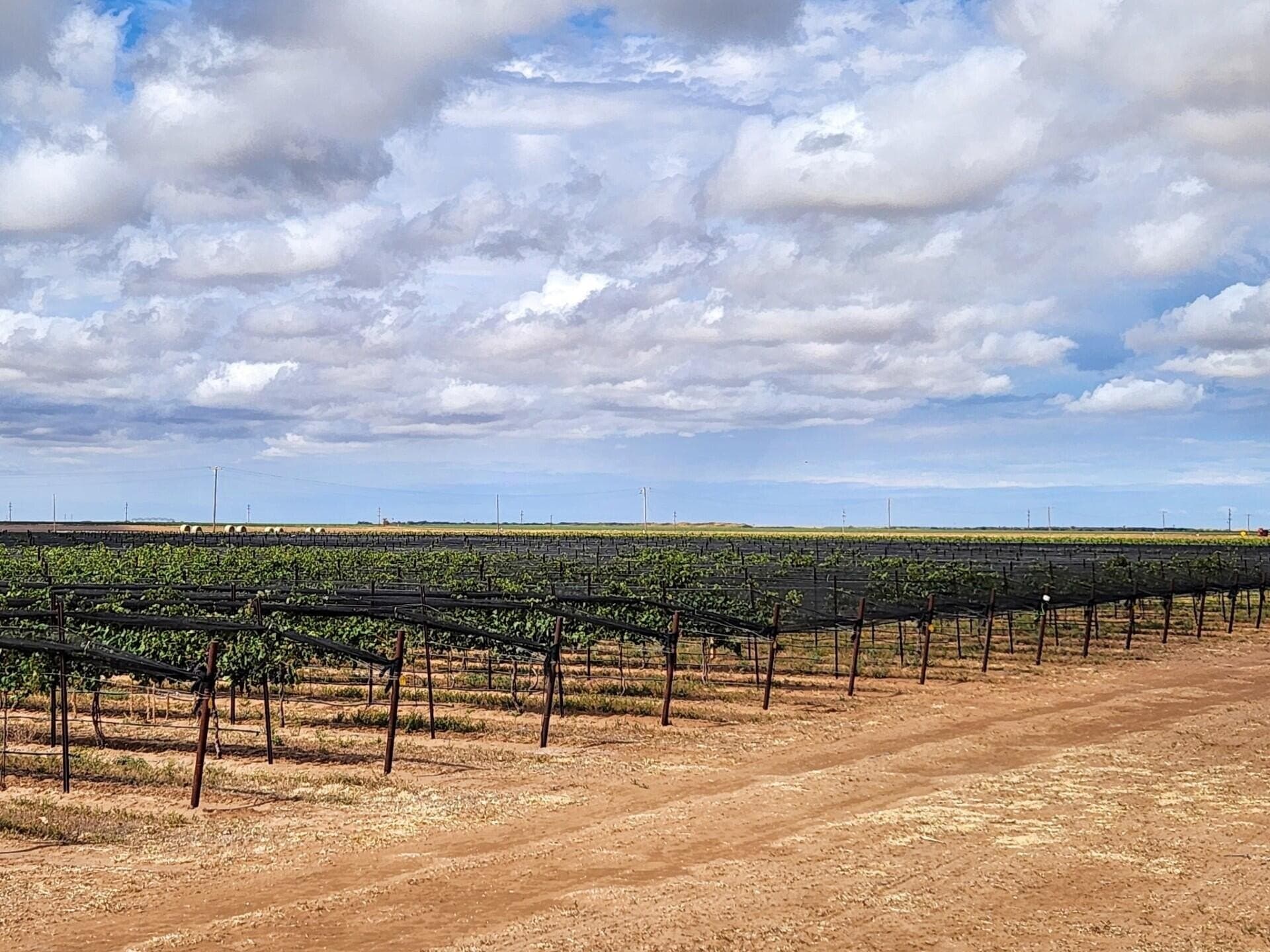 20 acres in Lynn County gallery image 2