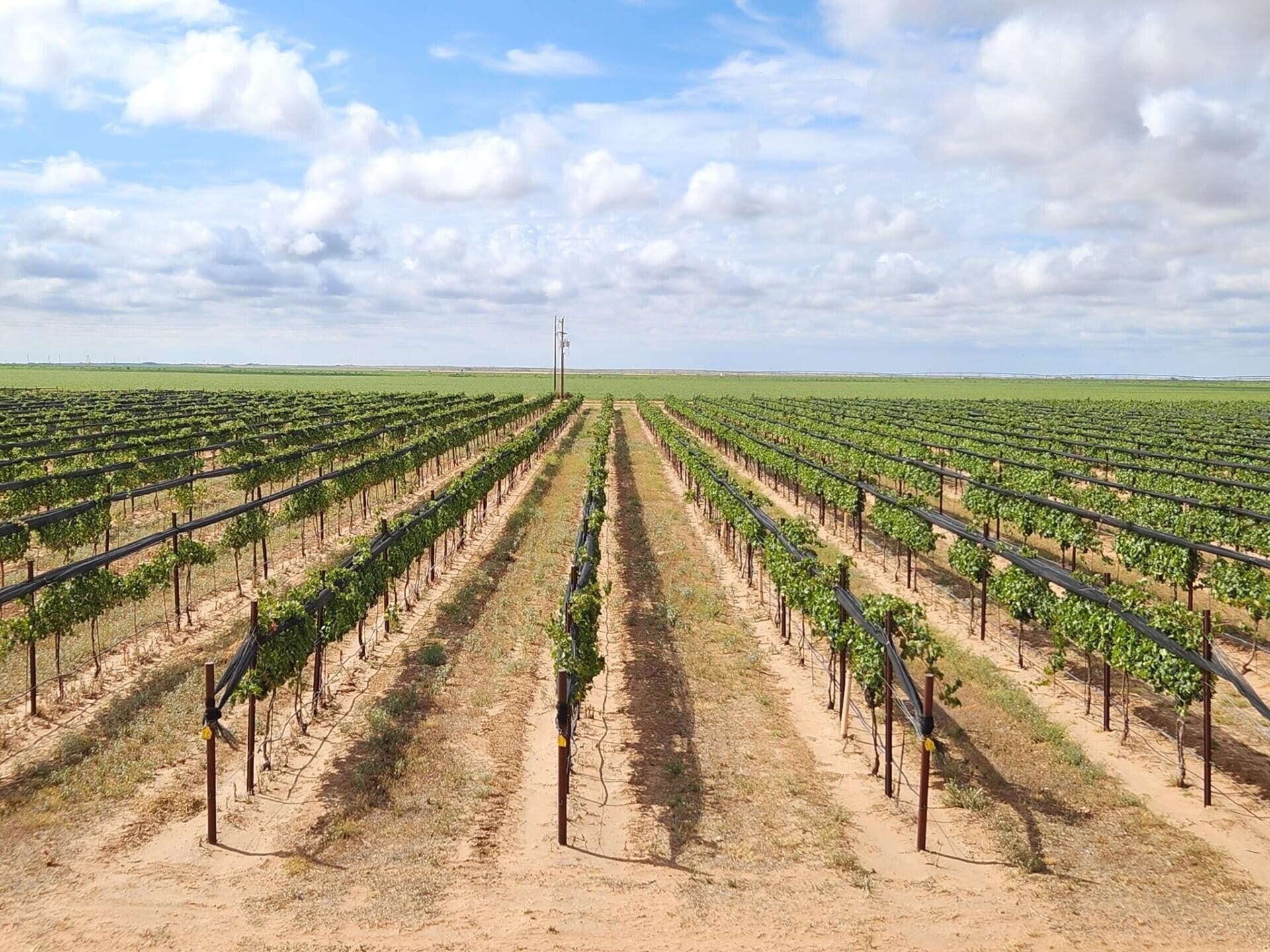 20 acres in Lynn County