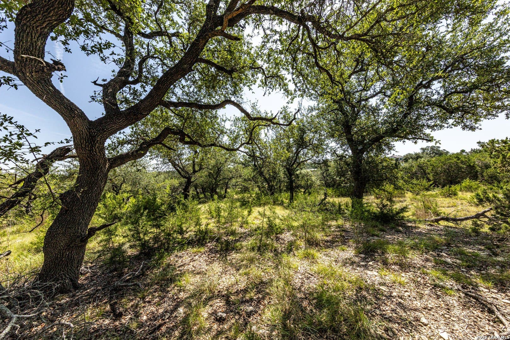 1.84 acres in Comal County gallery image 4