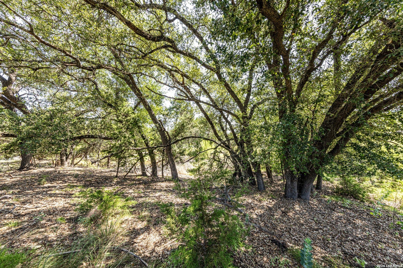 1.84 acres in Comal County gallery image 3