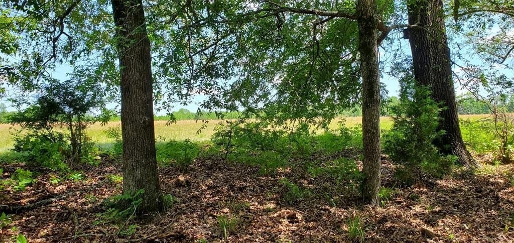 50 acres in Wood County gallery image 3