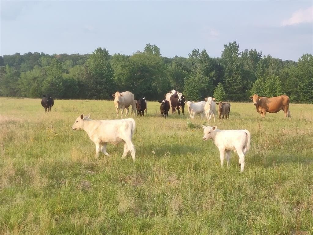 50 acres in Wood County gallery image 4