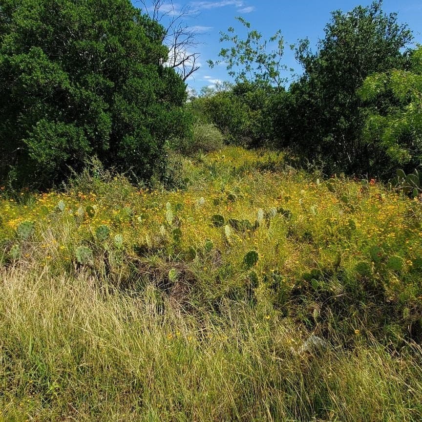0.23 acres in Burnet County gallery image 3
