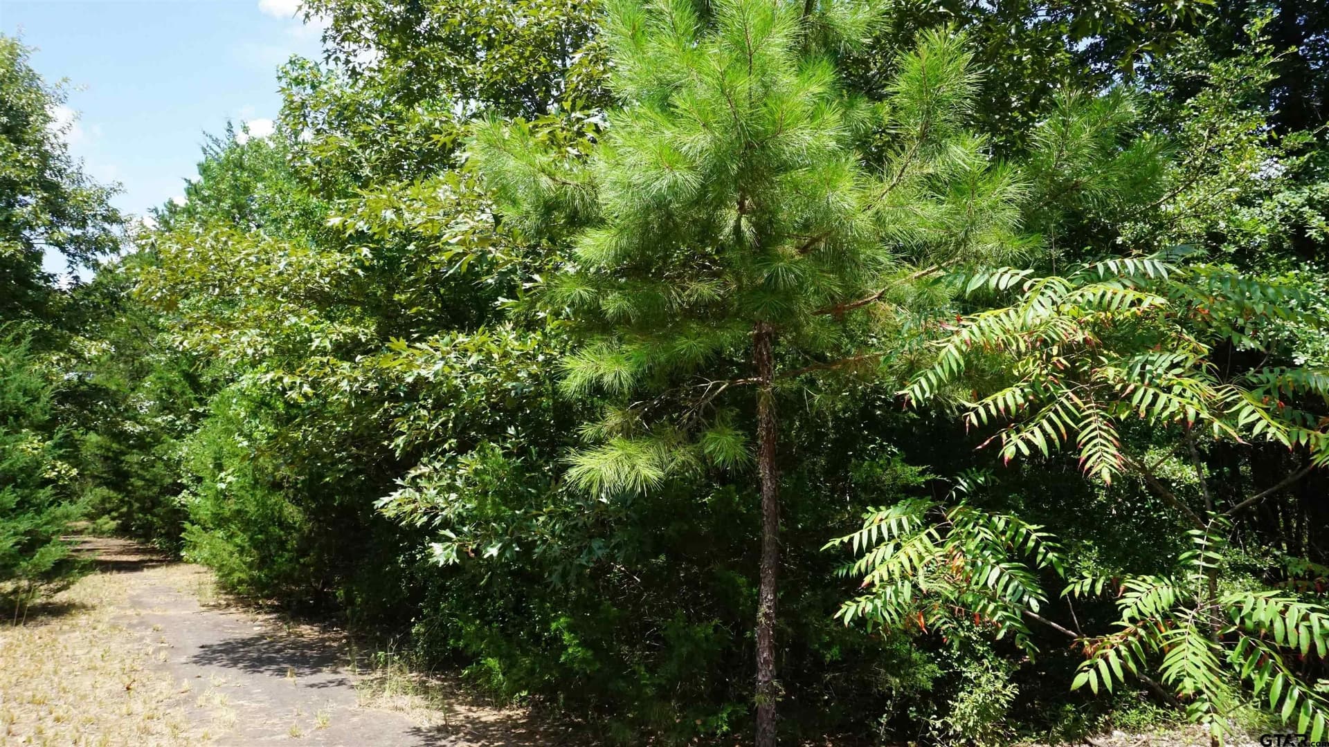 9.01 acres in Wood County - photo 14