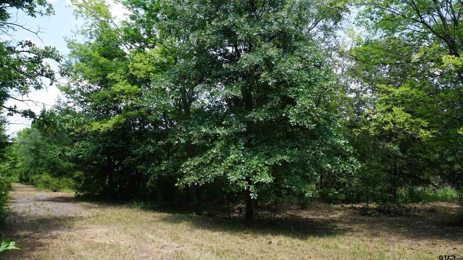9.01 acres in Wood County - photo 7
