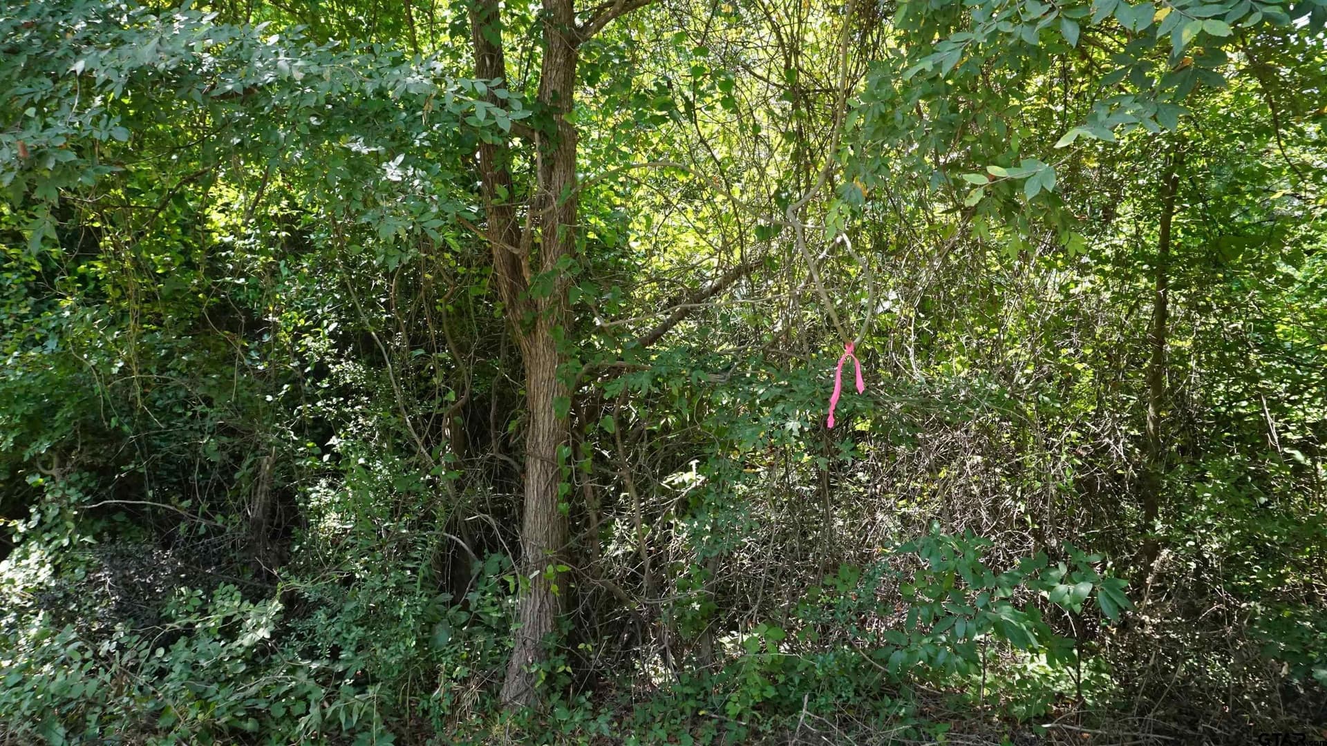 9.01 acres in Wood County - photo 5