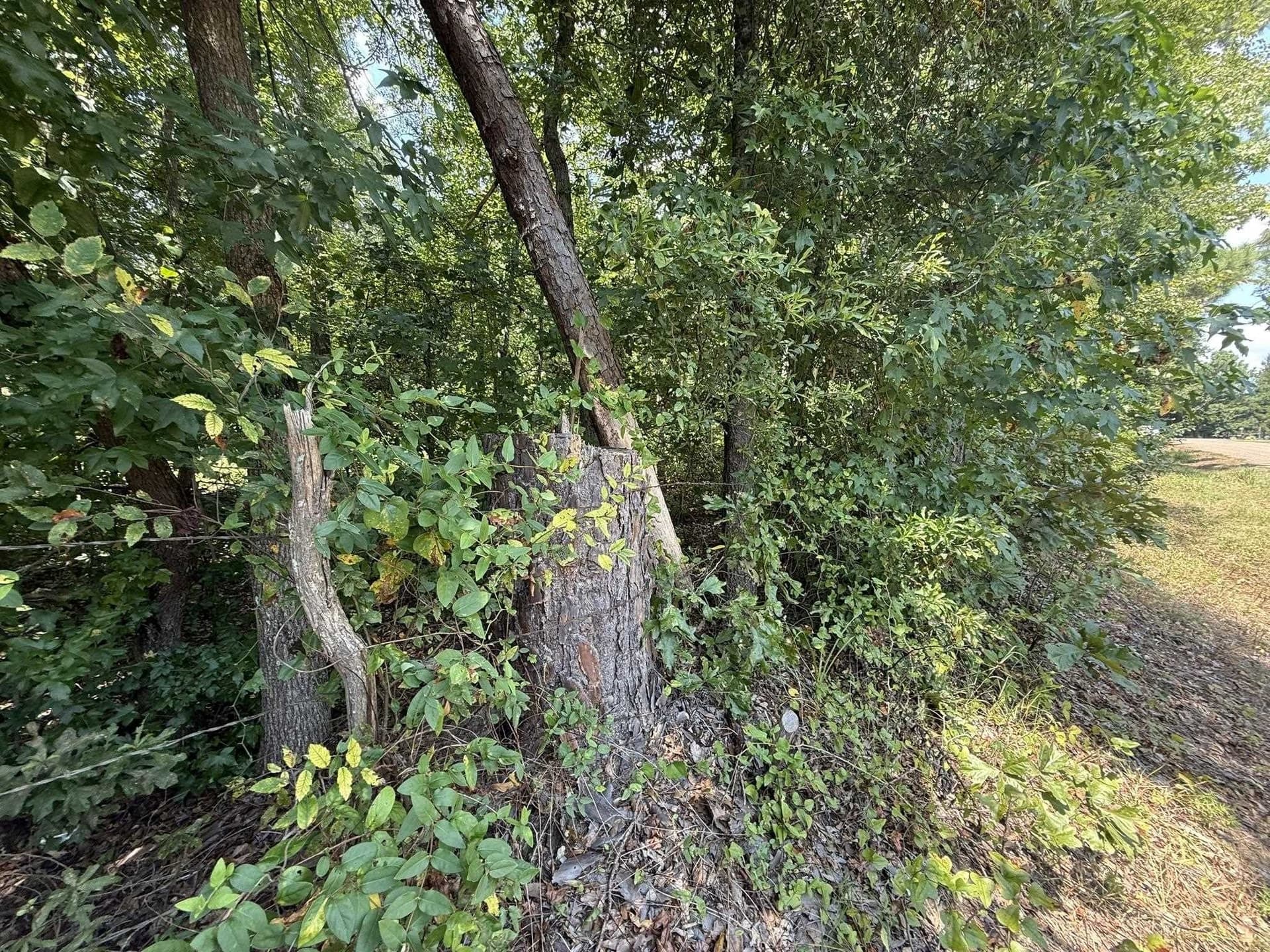 5 acres in Texas County - photo 17