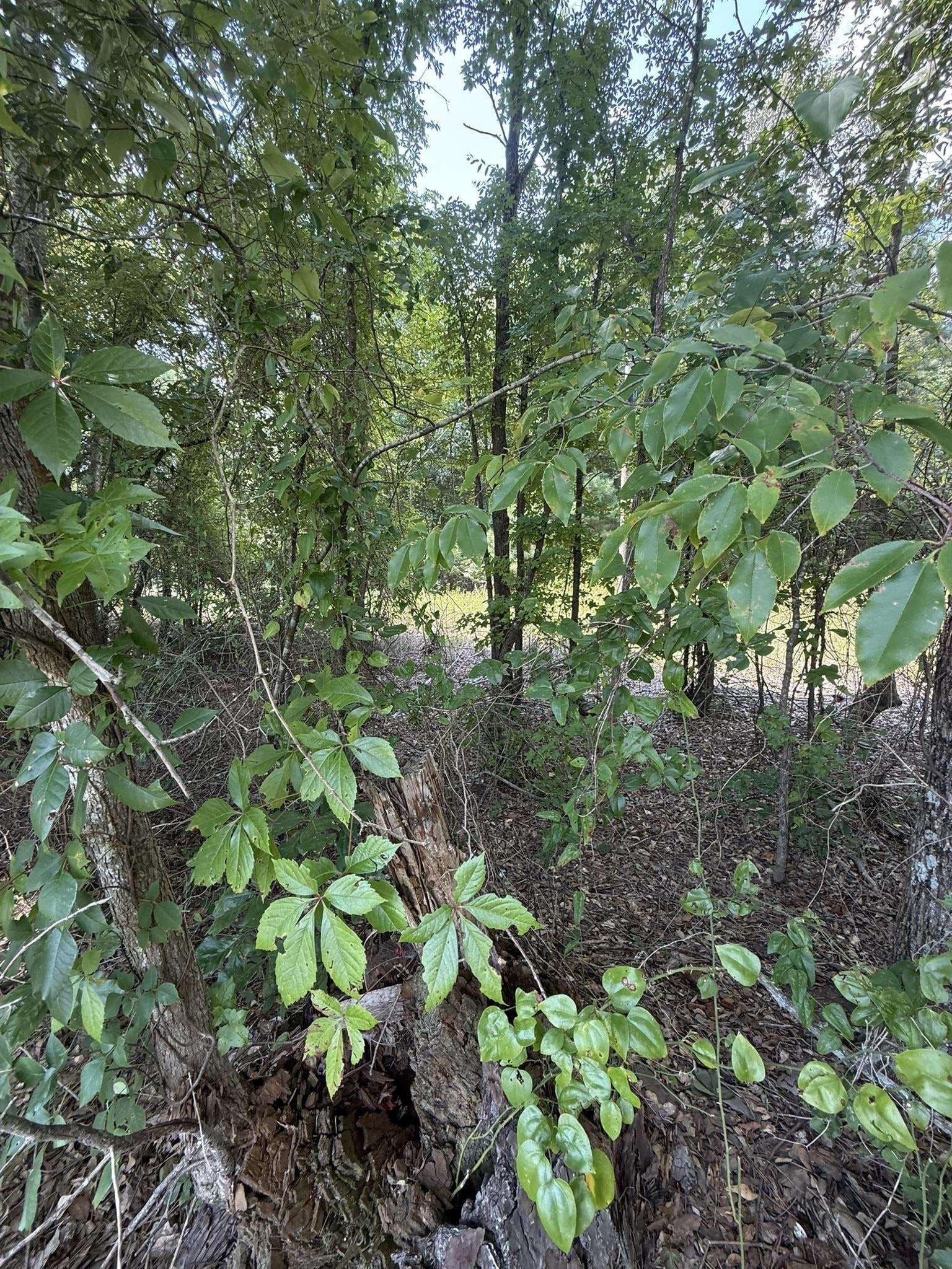 5 acres in Texas County - photo 10