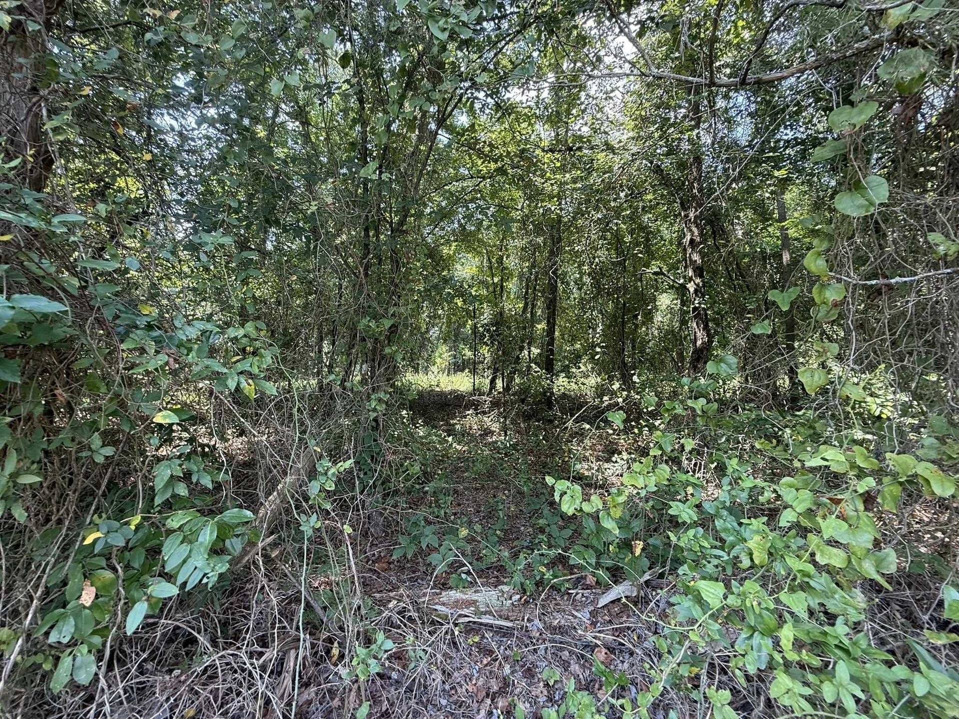 5 acres in Texas County - photo 19