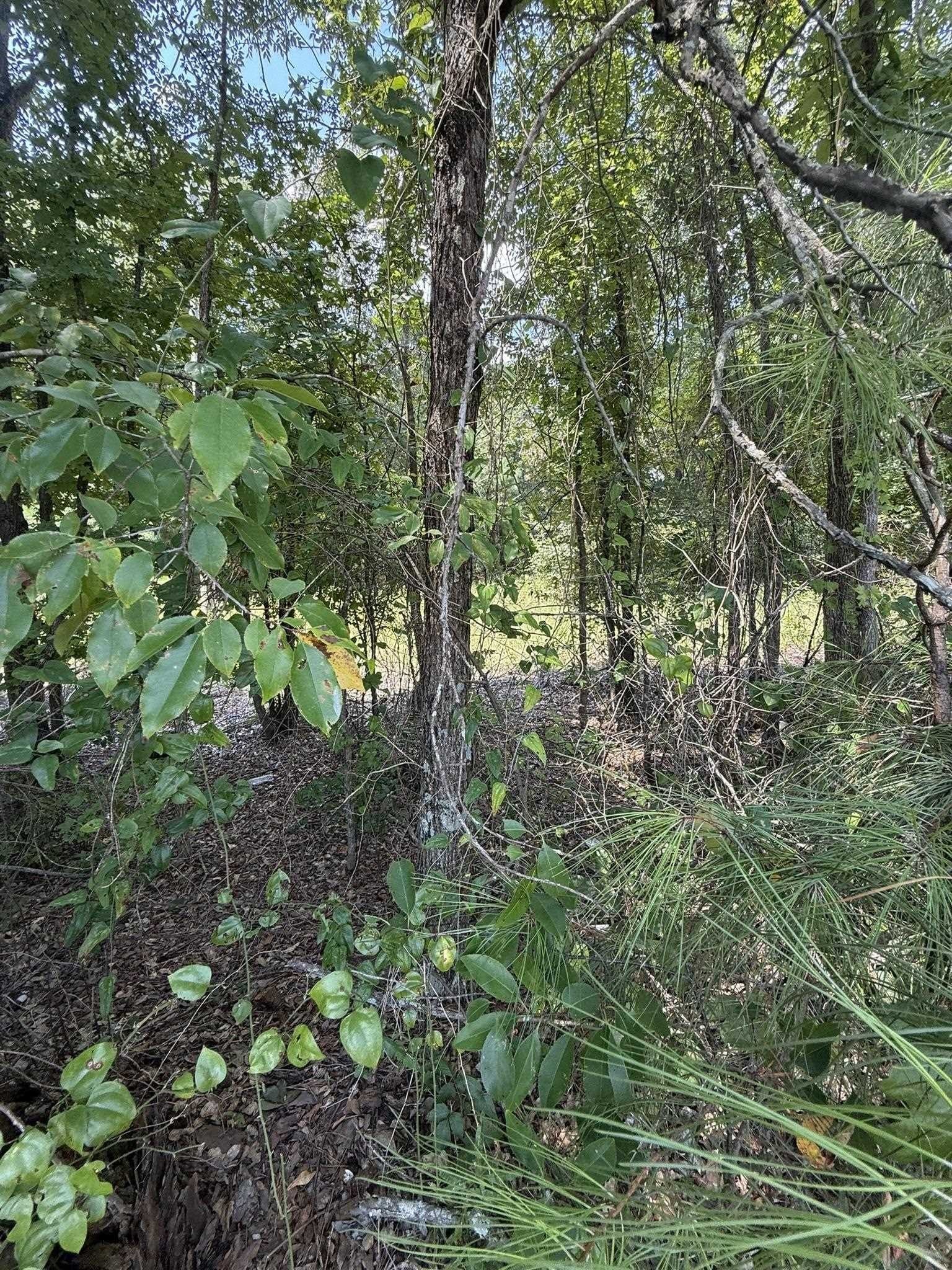 5 acres in Texas County - photo 11
