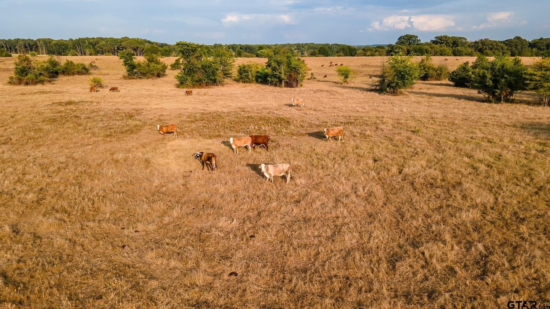55 acres in Smith County featured view