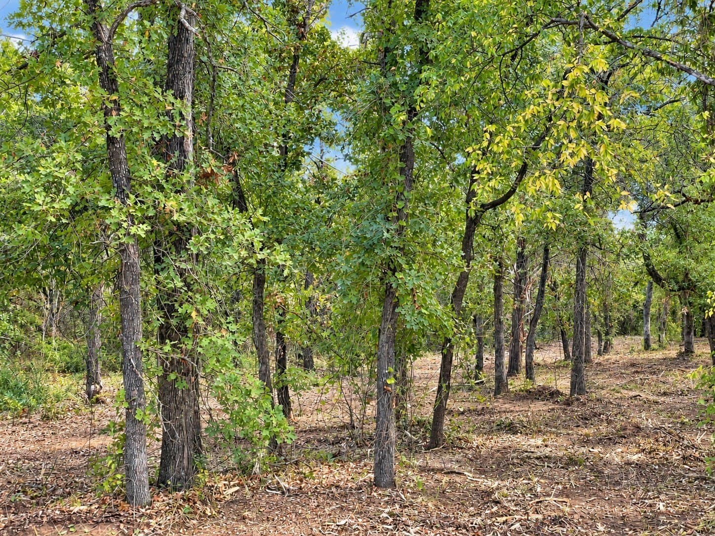 2.38 acres in Johnson County - photo 9