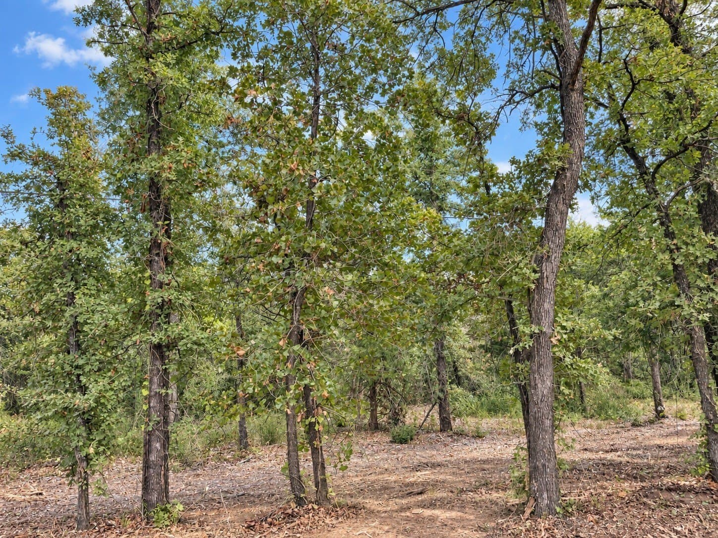 2.38 acres in Johnson County - photo 8