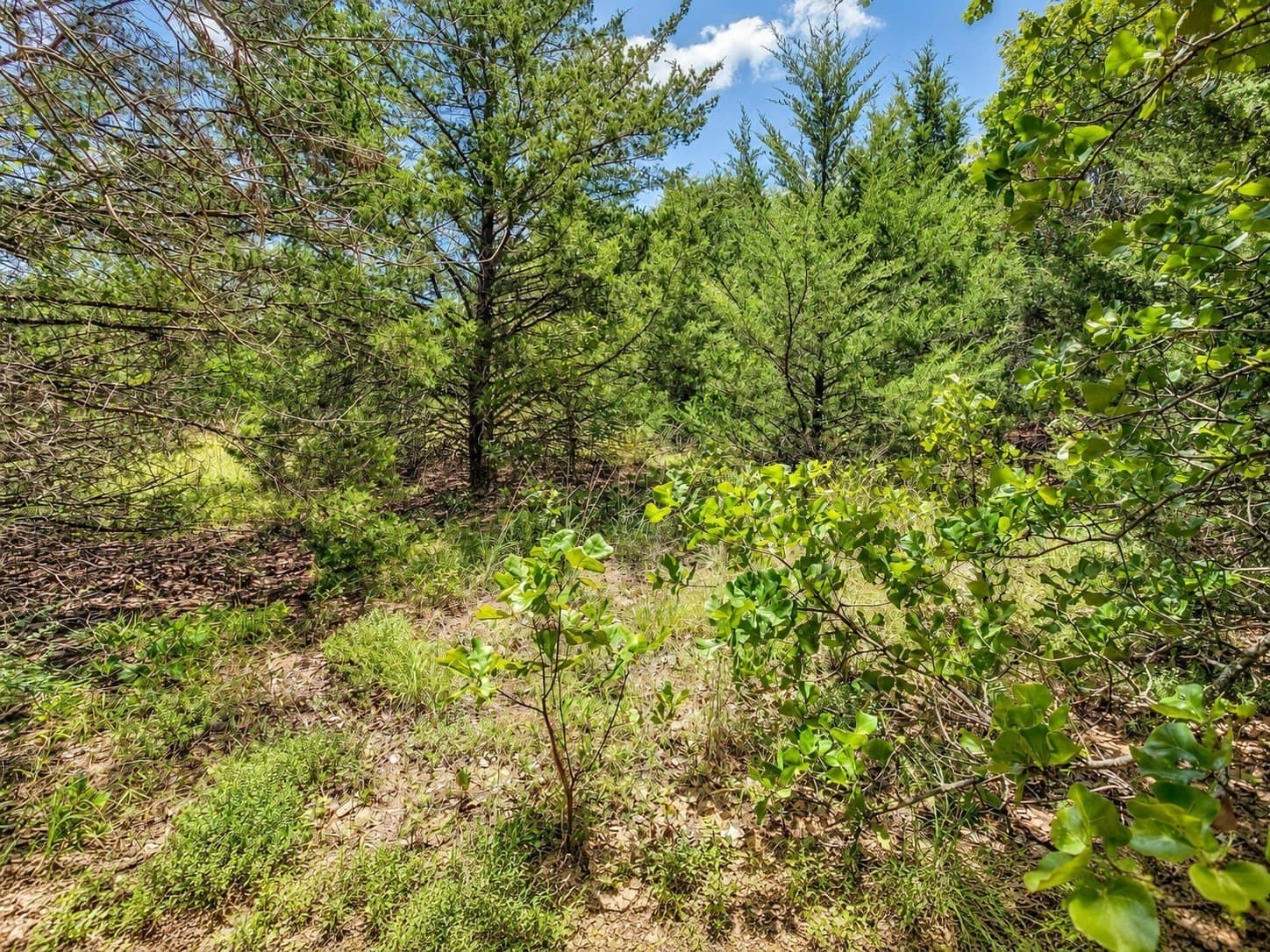2.38 acres in Johnson County - photo 16